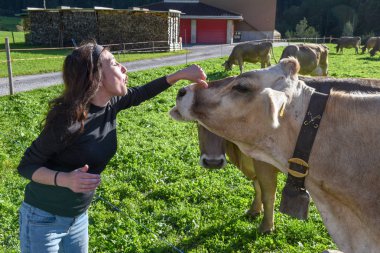 Engelberg 'de İsviçre Alplerinde bir ineğin kafasını okşayan kadın.