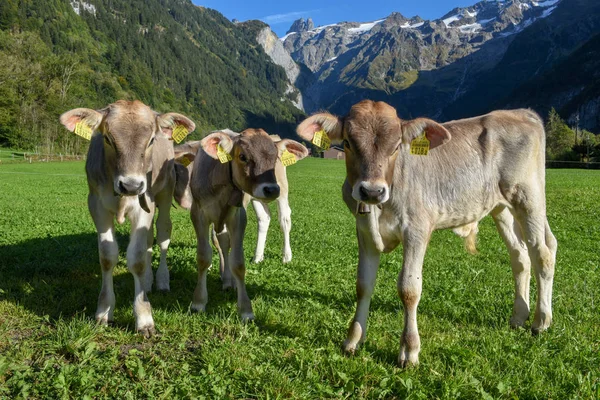 Grupo de becerros en Engelberg, en los Alpes suizos — Foto de Stock