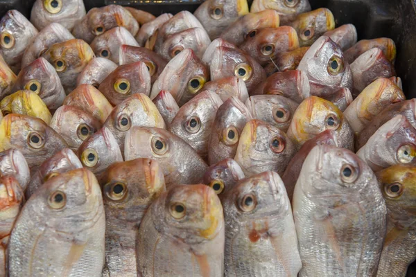 Pesce di fila al mercato — Foto Stock