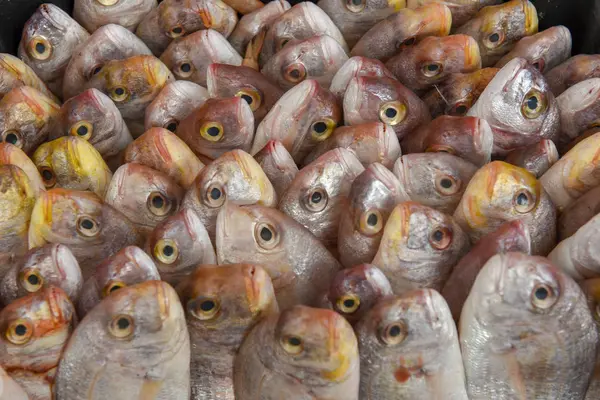 Fish in a row at the market — Stock Photo, Image