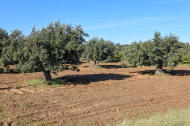 Tunus 'taki Susa' da zeytin çiftliği
