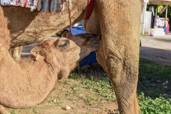 Camel calf sucking the breasts of his mother — Stock Photo, Image