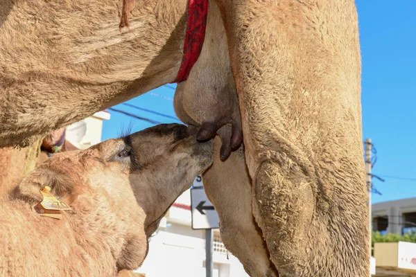 Camel calf sucking the breasts of his mother — Stock Photo, Image