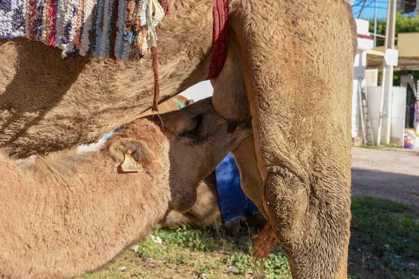 Camel calf sucking the breasts of his mother — Stock Photo, Image