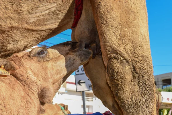 Vitello cammello succhiare il seno di sua madre — Foto Stock