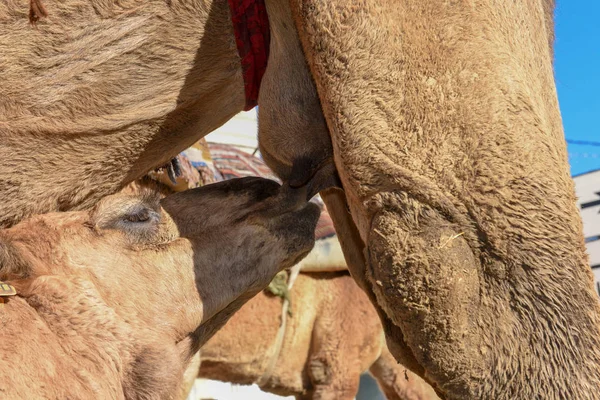 Camel calf sucking the breasts of his mother — Stock Photo, Image