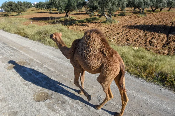 Молодой верблюд идет по улице Сус в Тунисе — стоковое фото