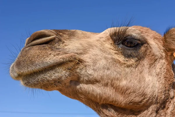 Голова молодого верблюда — стоковое фото