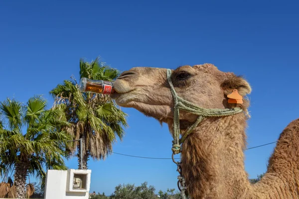 Camel drinking a coke at Sousse in Tunisia — Stock Photo, Image