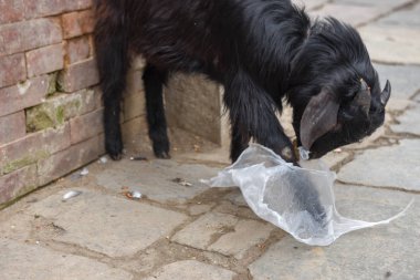 Keçi, Nepal 'de Katmandu' da plastik poşet yiyor.