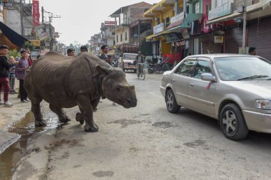 Sauraha, Nepal - 19 January 2020: a rhino taking a walk in the streets of Sauraha in Nepal