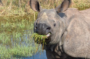 Gergedan Nepal 'deki Chitwan Ulusal Parkı' nın vahşi otlarını yiyor.