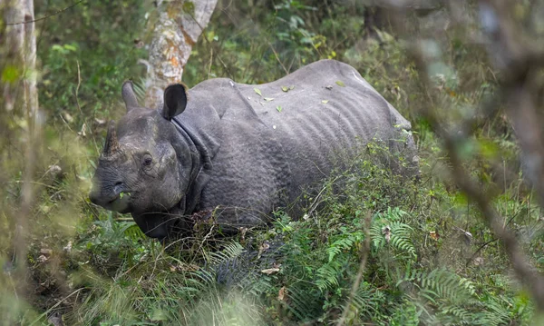Rinoceronte Natureza Parque Nacional Chitwan Nepal — Fotografia de Stock
