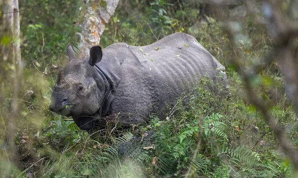 Rhino Naturaleza Del Parque Nacional Chitwan Nepal —  Fotos de Stock