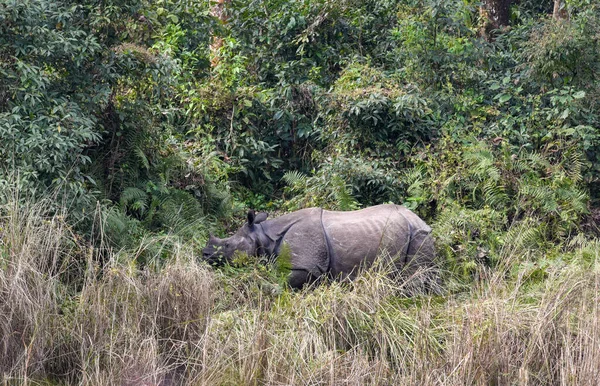 Rhino Naturaleza Del Parque Nacional Chitwan Nepal —  Fotos de Stock
