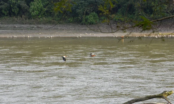 Ruddy Shelduck Parco Nazionale Chitwan Nepal — Foto Stock