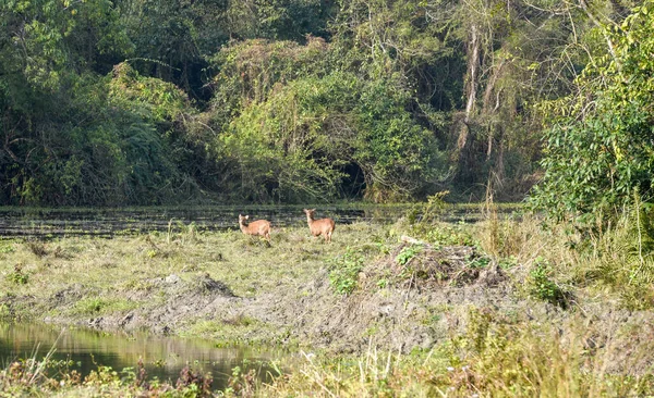 Deer Chitwan National Park Nepal — стокове фото