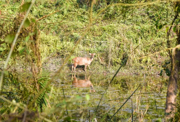 Cervi Nel Parco Nazionale Chitwan Nepal — Foto Stock