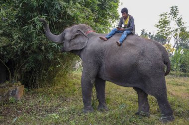 Sauraha, Nepal - 21 Ocak 2020: Nepal 'deki Chitwan Ulusal Parkı' nda bambu yiyen fil