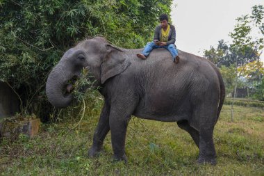 Sauraha, Nepal - 21 Ocak 2020: Nepal 'deki Chitwan Ulusal Parkı' nda bambu yiyen fil