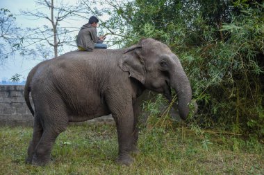 Sauraha, Nepal - 21 Ocak 2020: Nepal 'deki Chitwan Ulusal Parkı' nda bambu yiyen fil