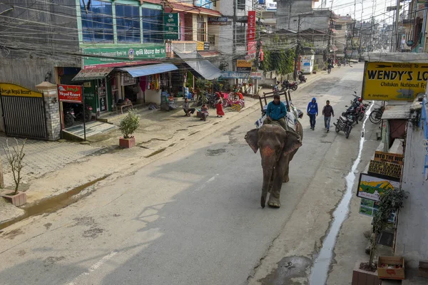 Sauraha Nepal Enero 2020 Hombre Montando Elefante Calle Principal Sauraha — Foto de Stock