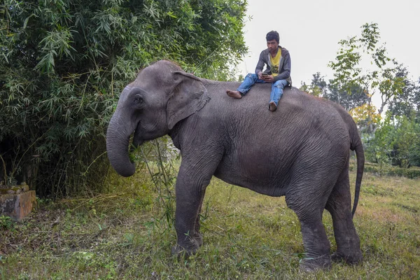 Sauraha Nepal Janeiro 2020 Elefante Comendo Bambu Parque Nacional Chitwan — Fotografia de Stock