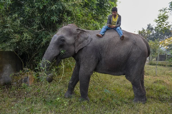 Sauraha, Nepal - 21 Ocak 2020: Nepal 'deki Chitwan Ulusal Parkı' nda bambu yiyen fil