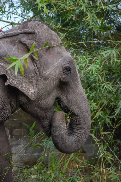 Elefante Comendo Bambu Parque Nacional Chitwan Nepal — Fotografia de Stock