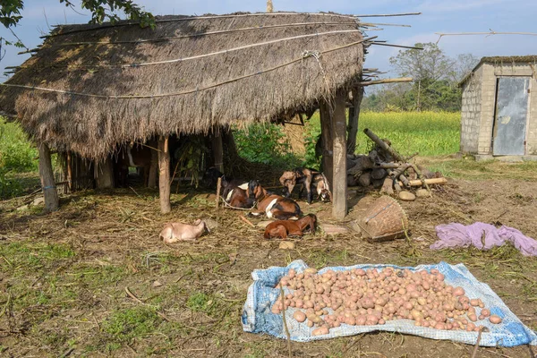 Stuga Landet För Får Chitwan Nepal — Stockfoto