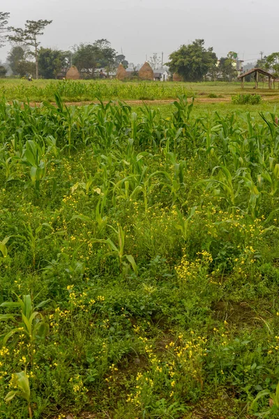 Landsbygdslandskap Med Höstack Chitwan Nepal — Stockfoto