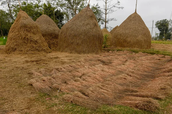 Paysage Rural Avec Botte Foin Chitwan Népal — Photo