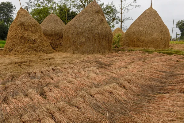 Landsbygdslandskap Med Höstack Chitwan Nepal — Stockfoto