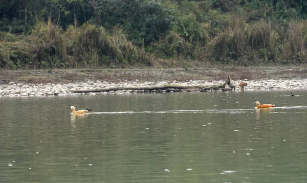 Ruddy Shelduck Národním Parku Chitwan Nepálu — Stock fotografie