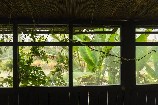 Staré Opuštěné Turistické Letovisko Džungli Národního Parku Chitwan Nepálu — Stock fotografie