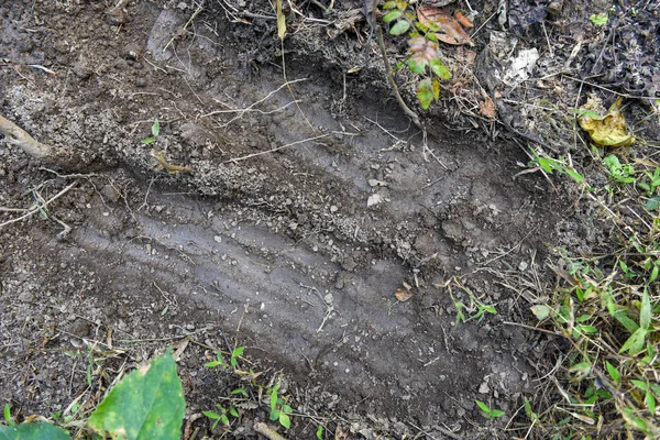 Tiger Fotspår Chitwan Nationalpark Nepal — Stockfoto