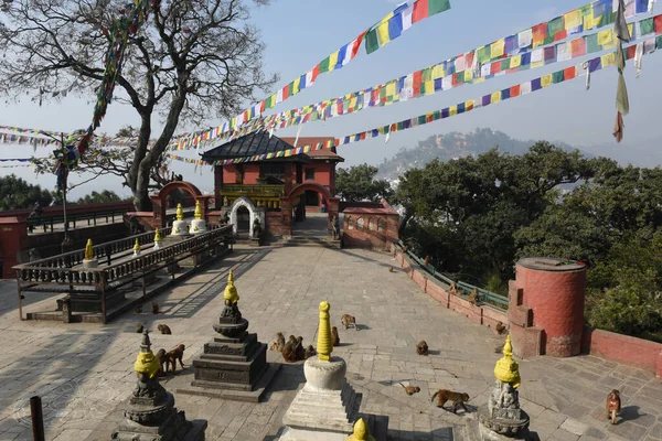 Apor Går Nära Swayambhunath Tempel Katmandu Nepal — Stockfoto