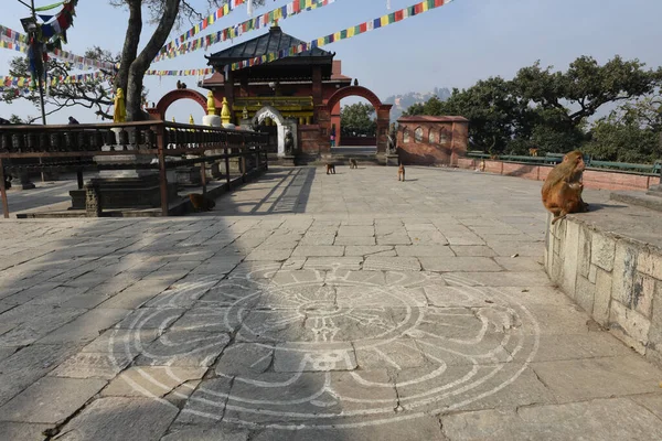 Monos Caminando Cerca Del Templo Swayambhunath Katmandú Nepal — Foto de Stock