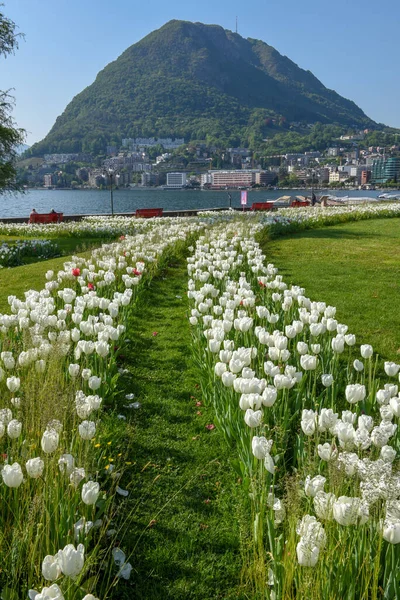 Lugano Schweiz April 2020 Allmän Trädgård Vid Sjön Lugano Schweiz — Stockfoto