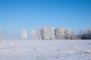 Buzlu ağaçlar mavi gökyüzü