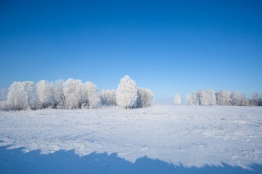 Buzlu ağaçlar mavi gökyüzü
