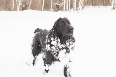 Köpek karda eğleniyor.