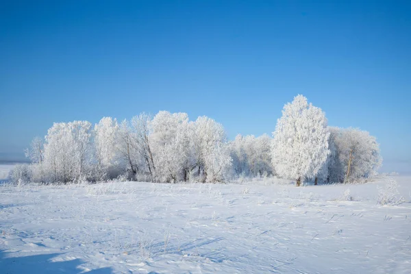 Ijzige Bomen Blauwe Lucht — Stockfoto