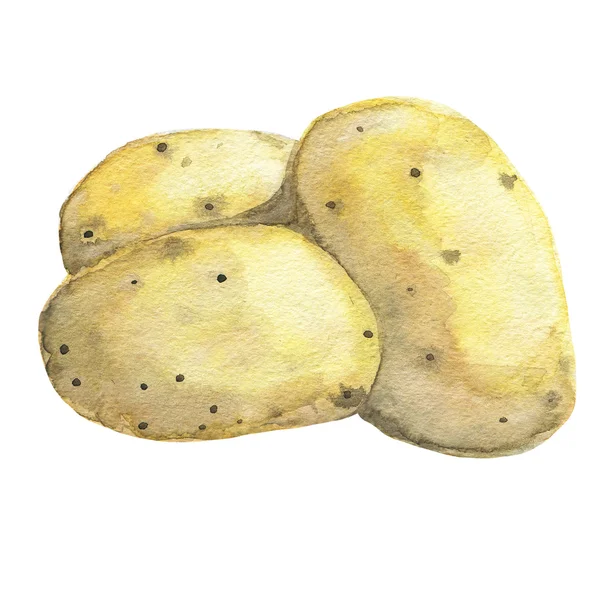 Potato. Hand drawn watercolor — Stock Photo, Image
