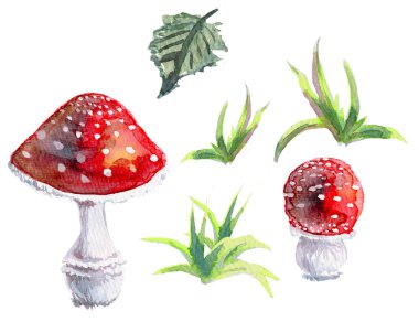 Suluboya Çizim Toadstools el boyama