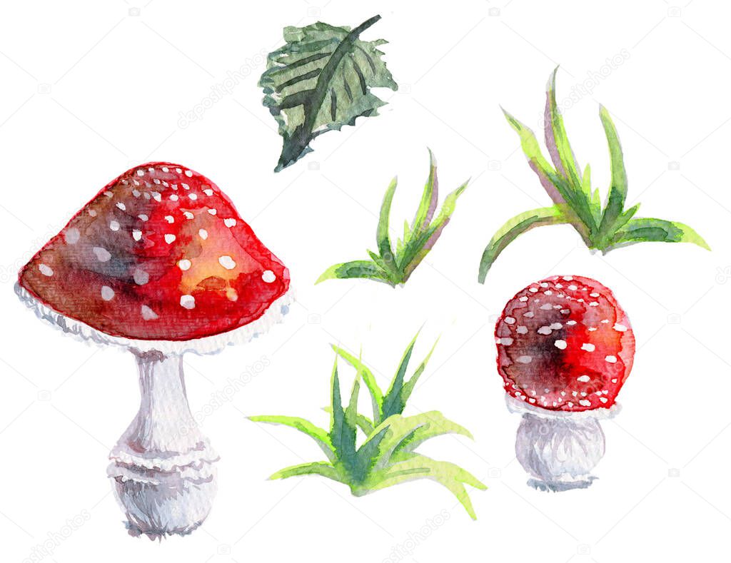 set of isolated parts of watercolour Illustration Toadstools hand painted