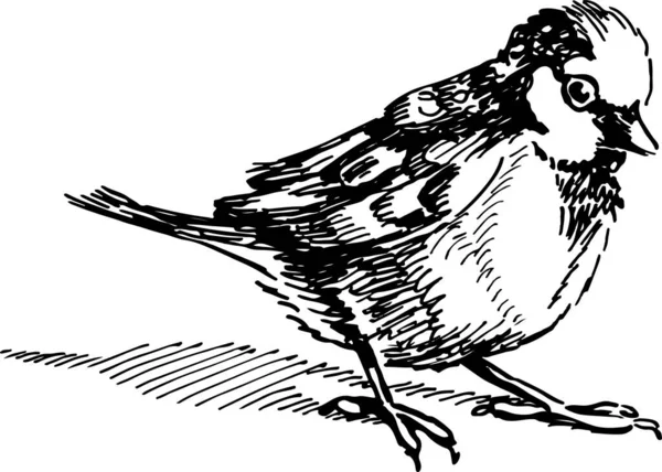 Figura pájaro gorrión aislado sobre fondo blanco, tinta negra — Vector de stock