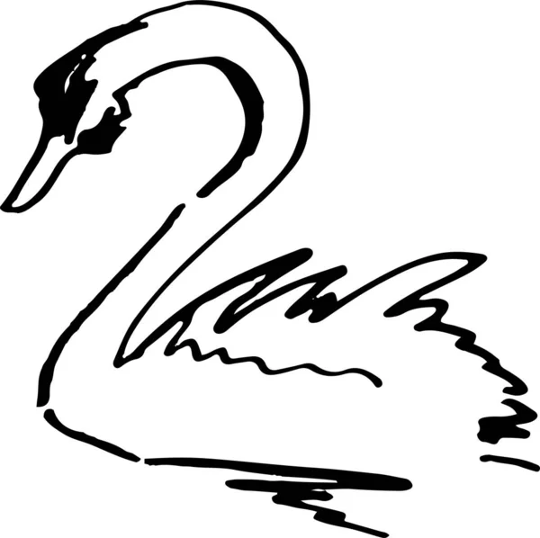 Tinta florecer boceto de cisne negro dibujado a mano — Vector de stock