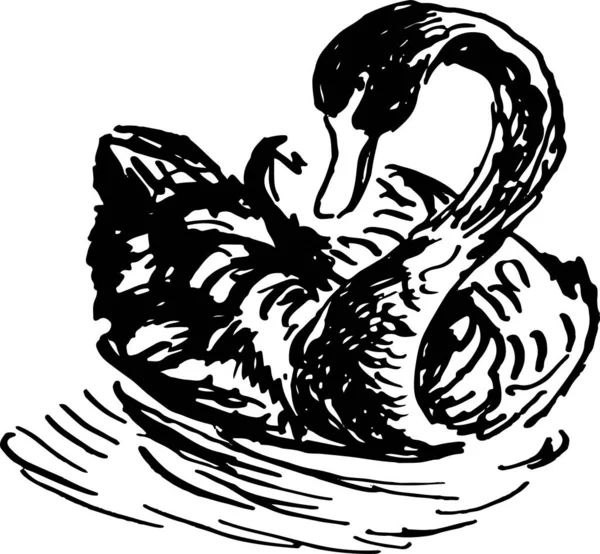 Tuschskizze eines schwarzen Schwans von Hand gezeichnet — Stockvektor