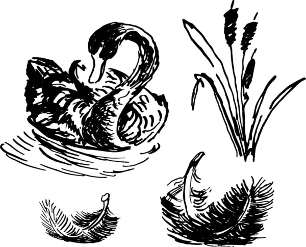 Tinta desenhada à mão esboço conjunto de cana de açúcar e cisne e penas. Desenho vetorial ilustração — Vetor de Stock